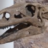 Visit Dinosaur National Monument